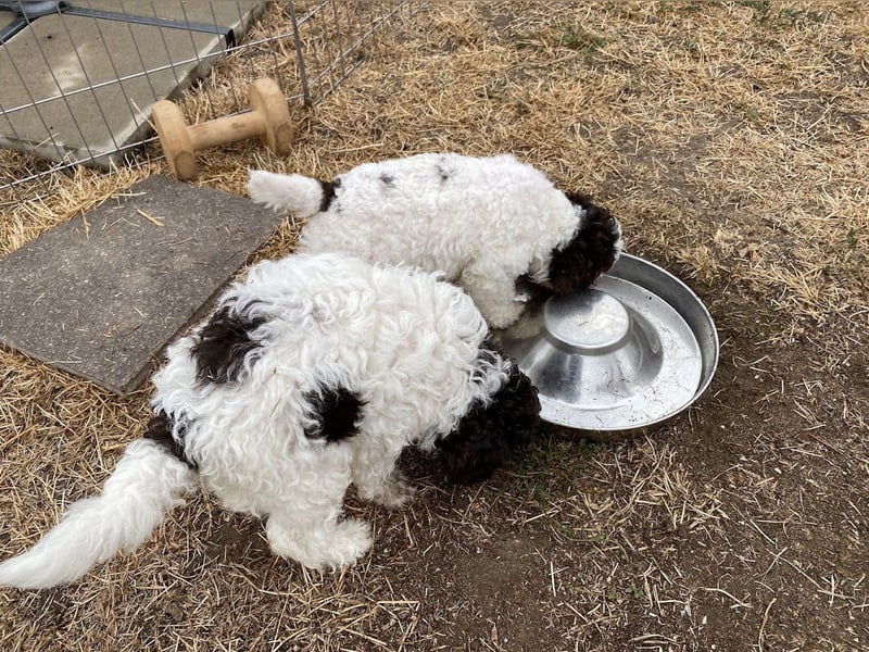 Lagotto Romagnolo Welpen aus FCI/VDH Zucht