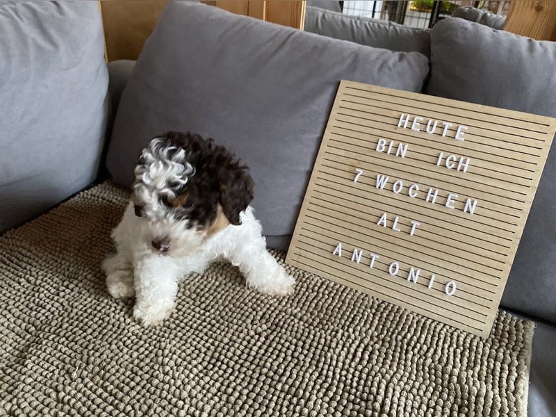 Lagotto Romagnolo Welpen aus FCI/VDH Zucht