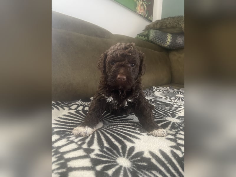 Lagotto Romagnolo