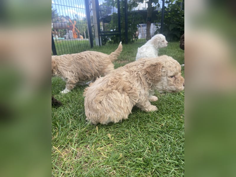 Lagotto Romagnolo