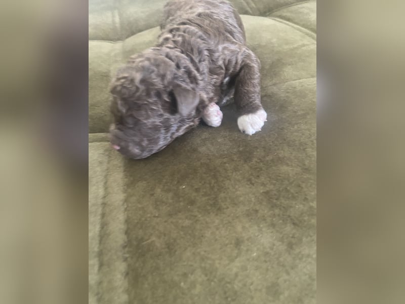 Lagotto Romagnolo