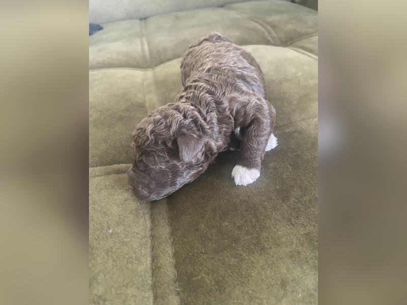 Lagotto Romagnolo
