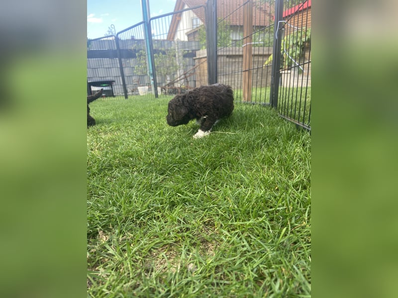 Lagotto Romagnolo
