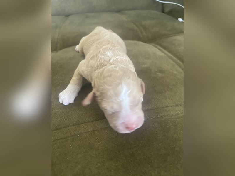 Lagotto Romagnolo