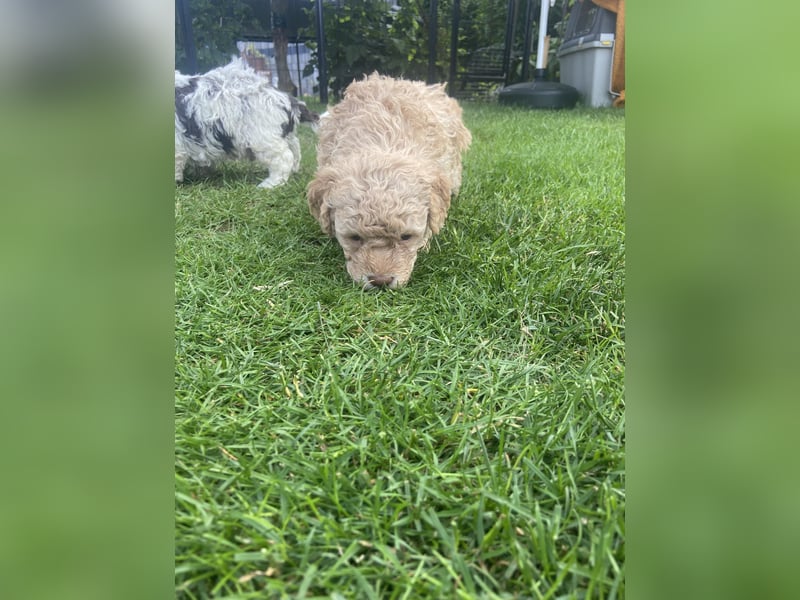 Lagotto Romagnolo