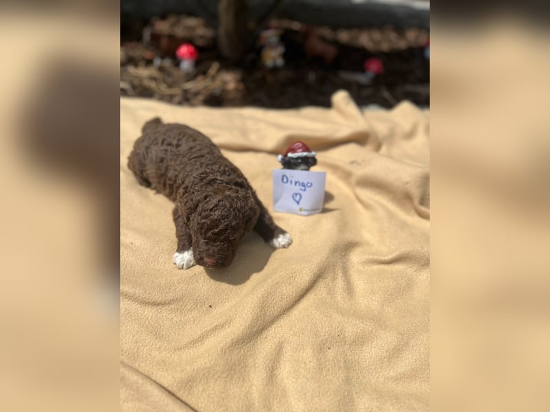Lagotto Romagnolo
