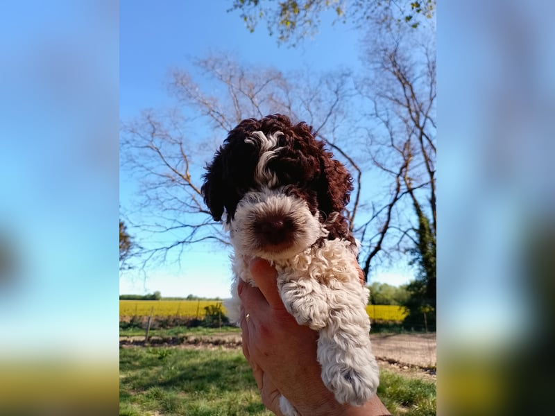 Lagotto Romagnolo Welpen