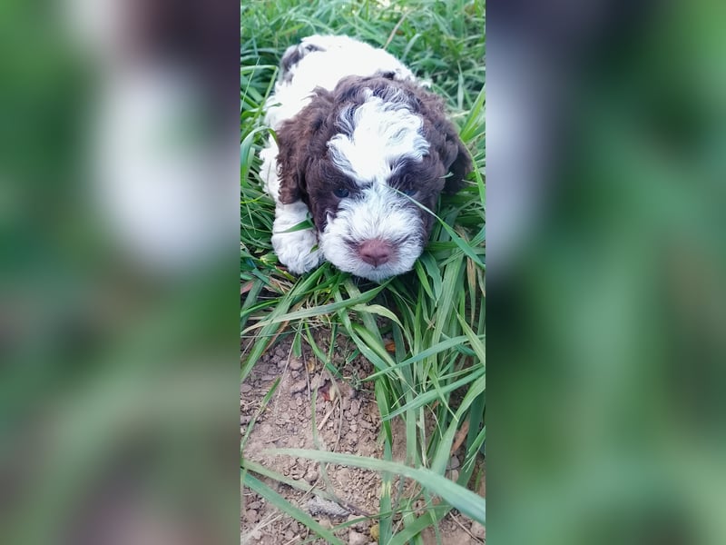 Lagotto Romagnolo Welpen