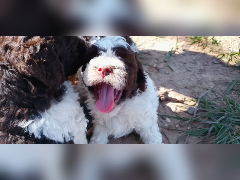 Lagotto Romagnolo Welpen
