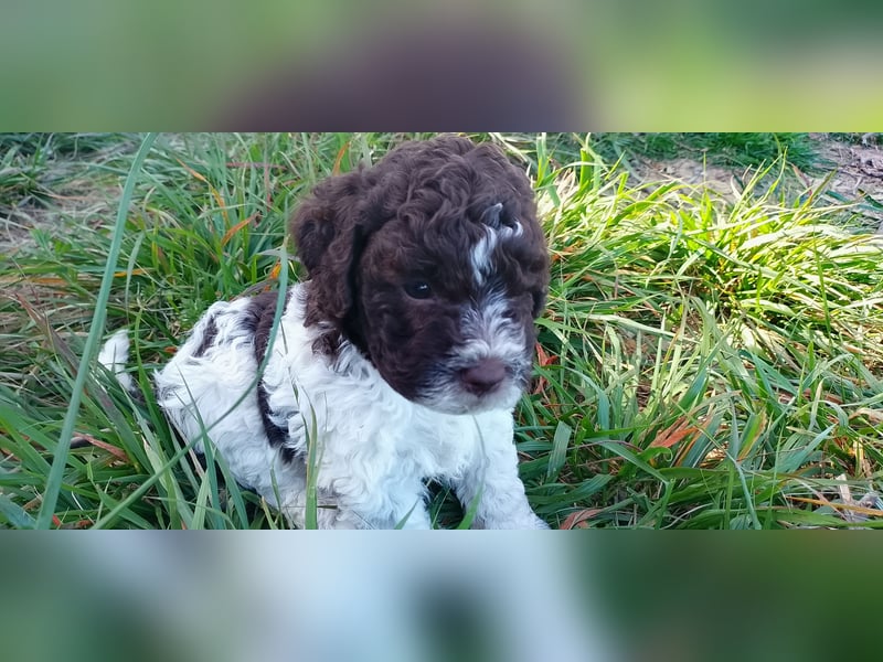 Lagotto Romagnolo Welpen