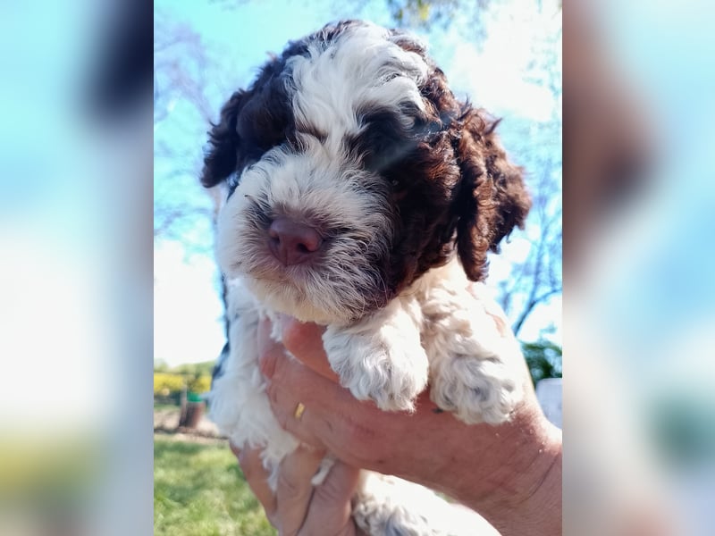 Lagotto Romagnolo Welpen