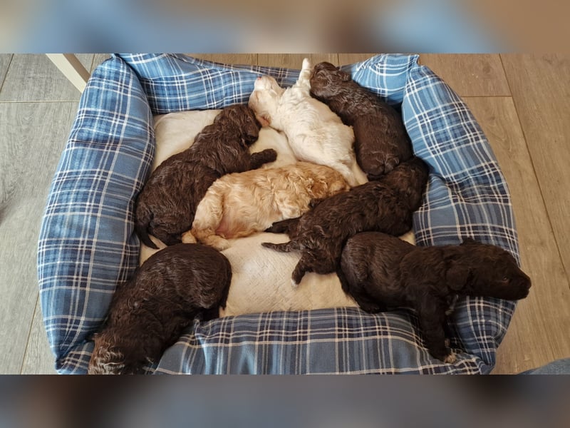 Cuccioli di Lagotto Romagnolo con pedigree export