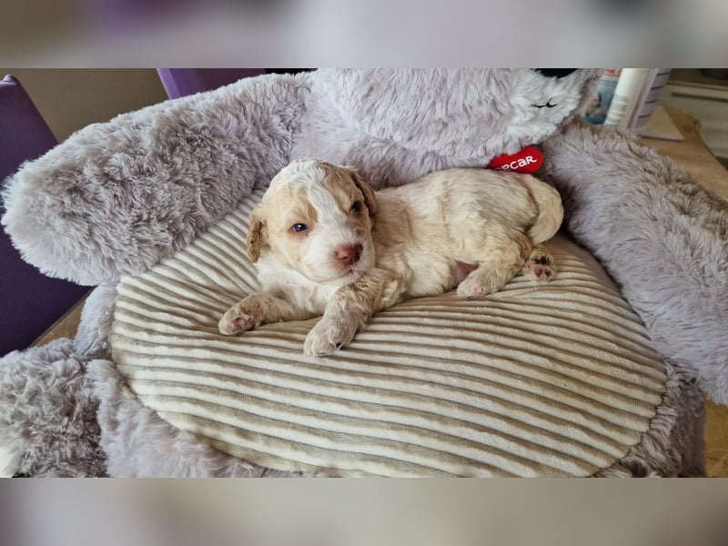 Cuccioli di Lagotto Romagnolo con pedigree export