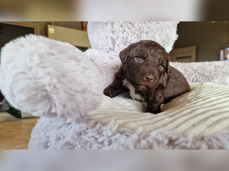 Cuccioli di Lagotto Romagnolo con pedigree export