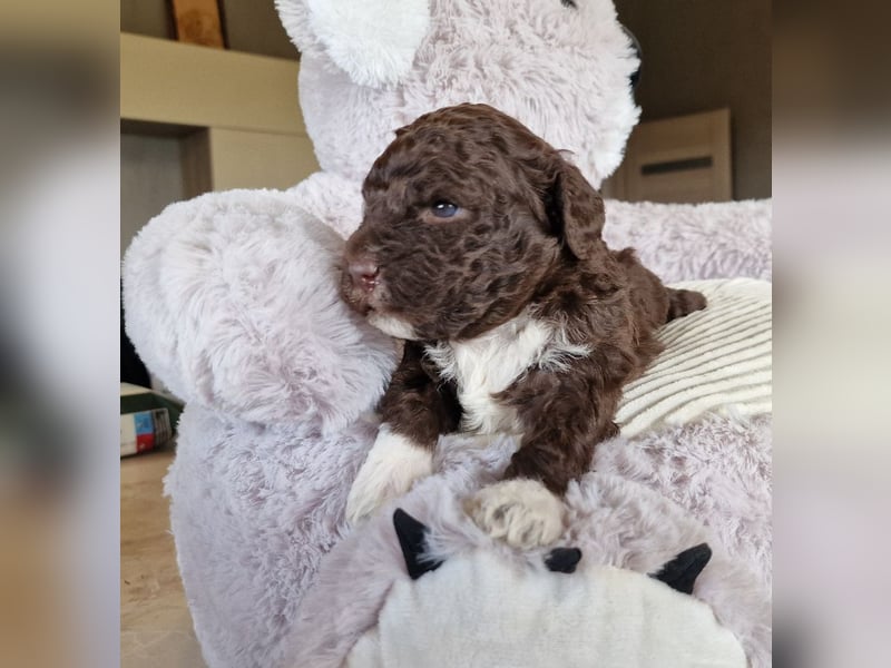 Cuccioli di Lagotto Romagnolo con pedigree export