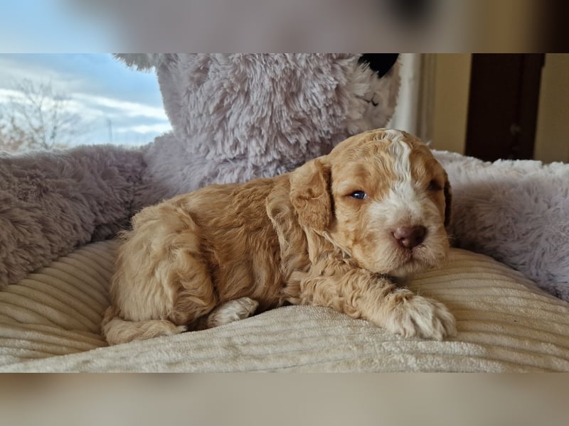 Cuccioli di Lagotto Romagnolo con pedigree export