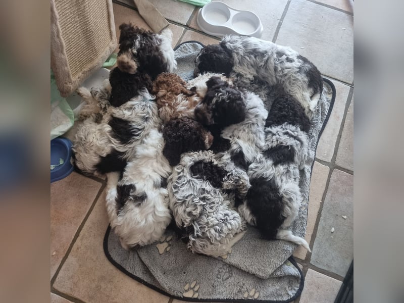 Lagotto Romagnolo Welpen Mit Ahnenpass Genetischer Gesundheitscheck \"Feragen\" Dog Check 4.0