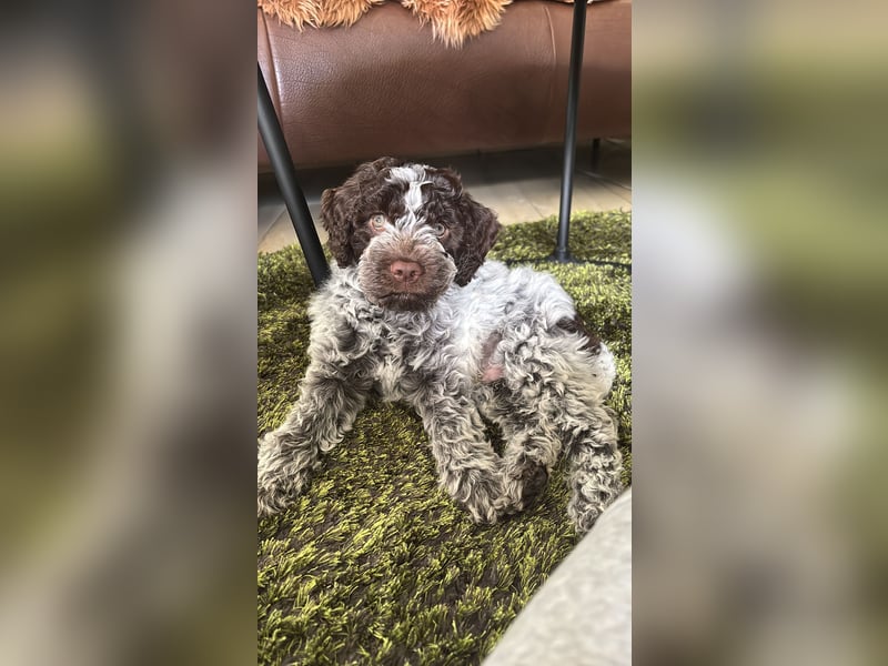 Lagotto Romagnolo Welpen Mit Ahnenpass Genetischer Gesundheitscheck \"Feragen\" Dog Check 4.0
