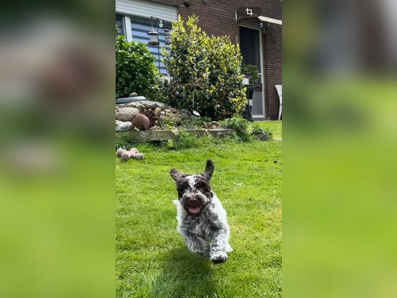 Lagotto Romagnolo Welpen Mit Ahnenpass Genetischer Gesundheitscheck \"Feragen\" Dog Check 4.0