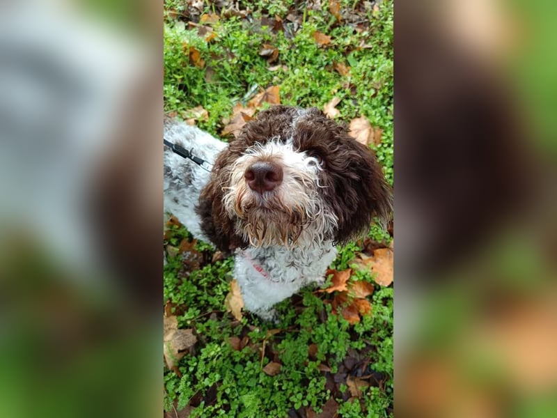 Wunderschöne Lina sucht ein Zuhause