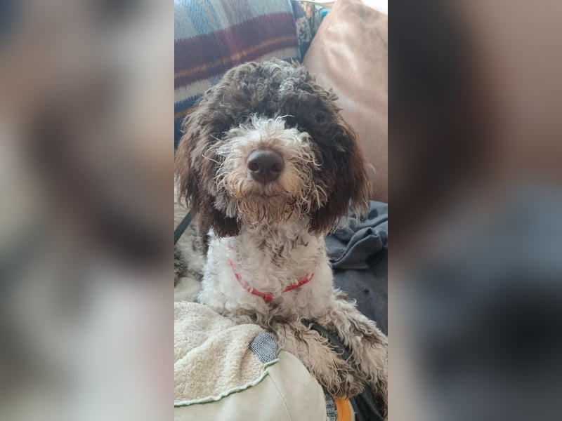 Wunderschöne Lina sucht ein Zuhause