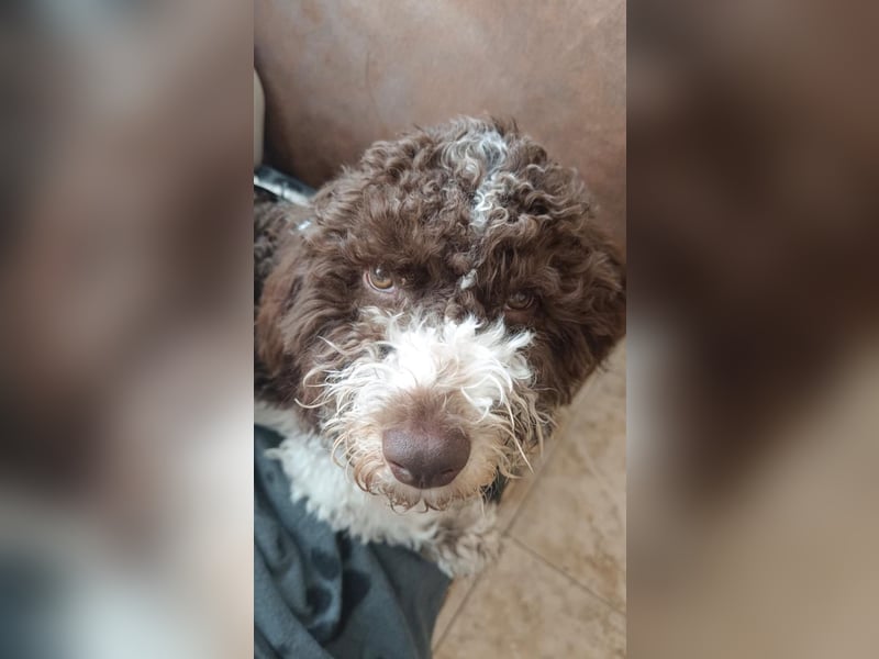 Wunderschöne Lina sucht ein Zuhause