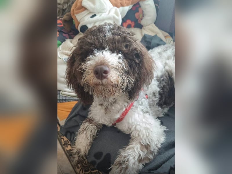 Wunderschöne Lina sucht ein Zuhause