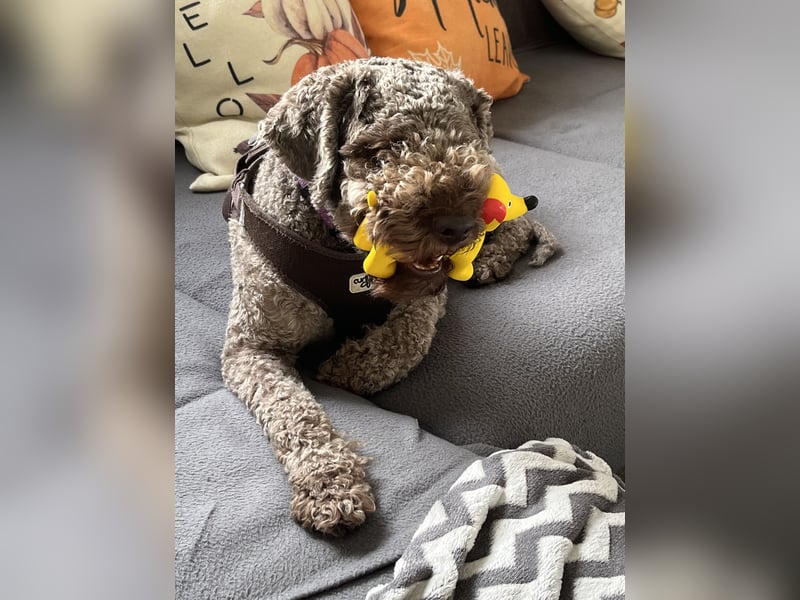 Lagotto Romagnolo Hündin