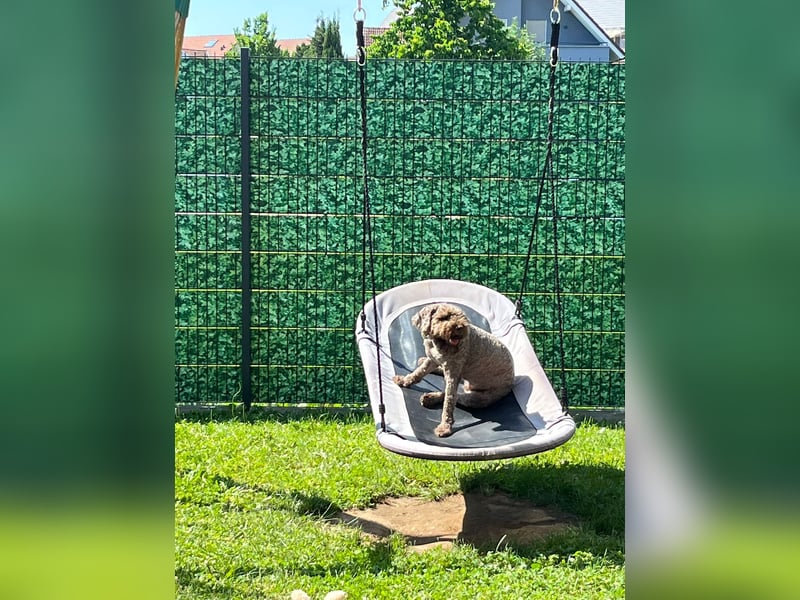 Lagotto Romagnolo Hündin