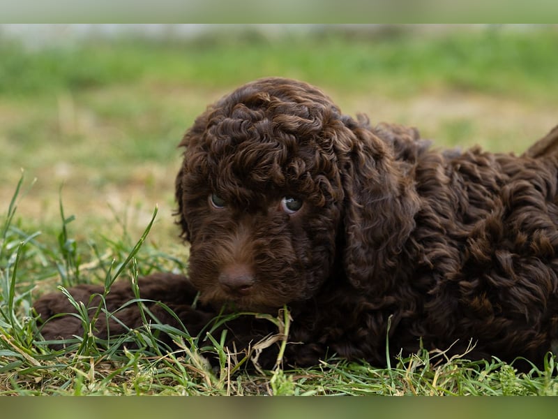 Lagotto Romagnolo Welpen