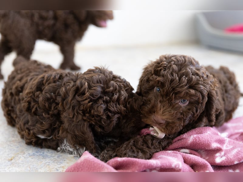 Lagotto Romagnolo Welpen