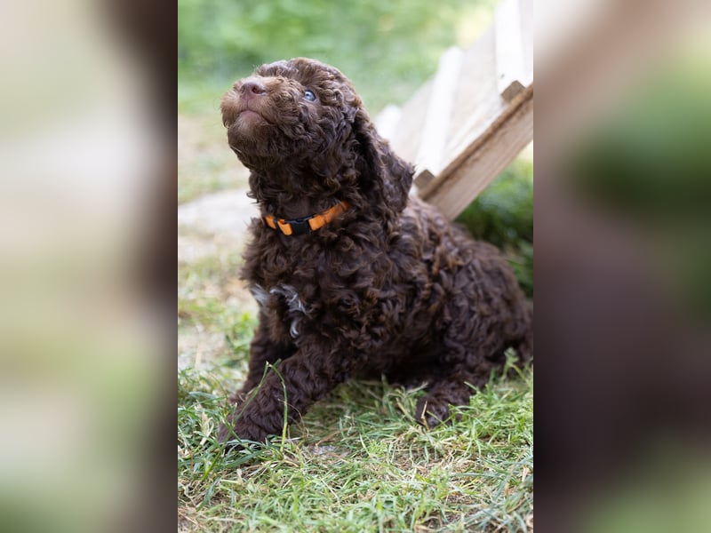 Lagotto Romagnolo Welpen