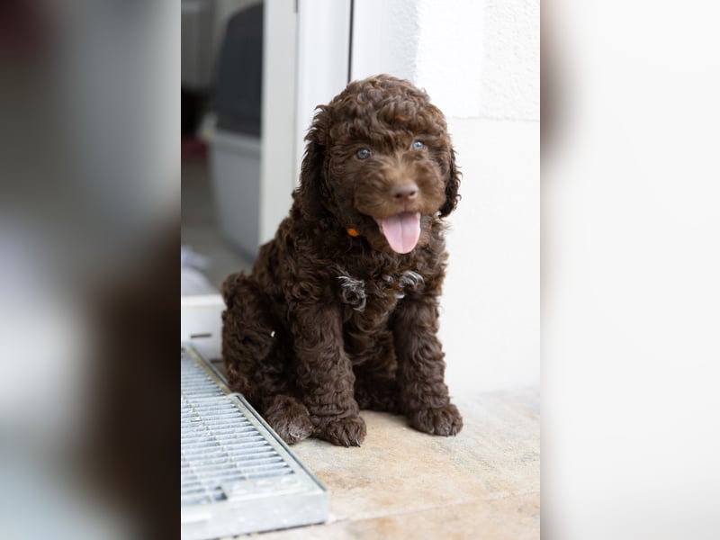 Lagotto Romagnolo Welpen