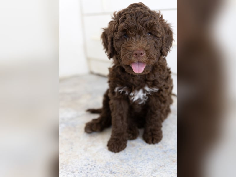 Lagotto Romagnolo Welpen