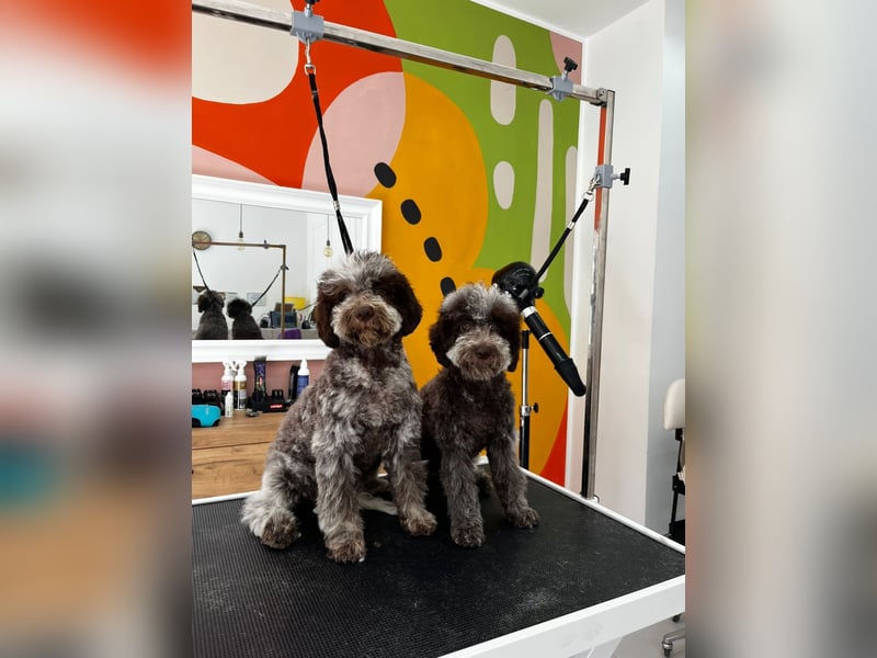 LAGOTTO ROMAGNOLO DOGS