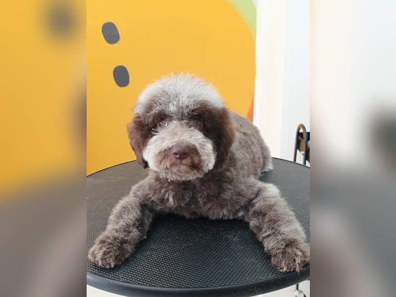 LAGOTTO ROMAGNOLO DOGS