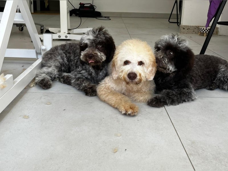LAGOTTO ROMAGNOLO DOGS