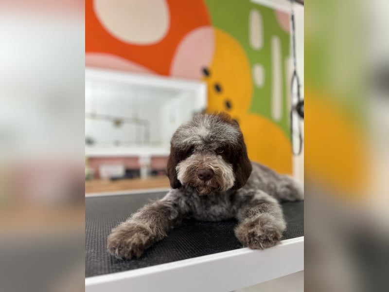 LAGOTTO ROMAGNOLO DOGS