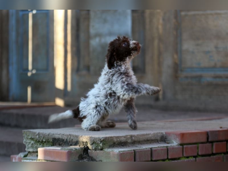 Lagotto Romagnolo