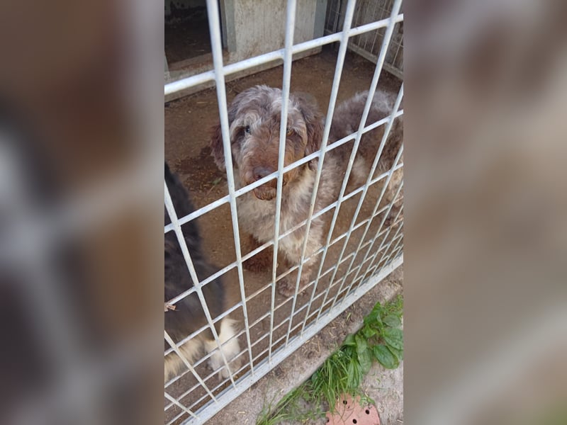 Todor, freundlicher Lagotto Romagnolo Rüde geb. 02/2023