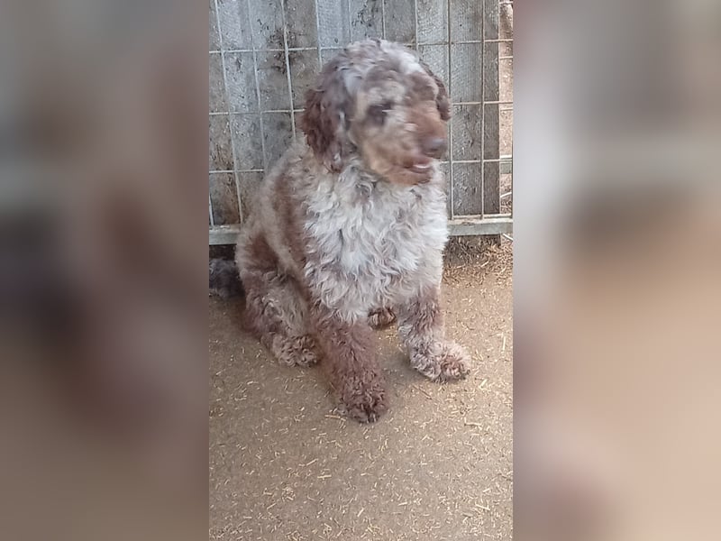 Todor, freundlicher Lagotto Romagnolo Rüde geb. 02/2023