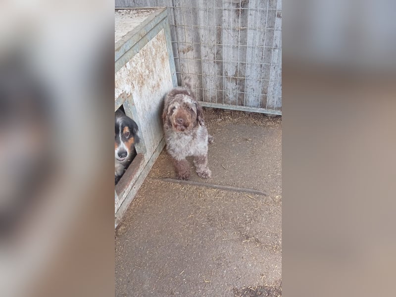 Todor, freundlicher Lagotto Romagnolo Rüde geb. 02/2023