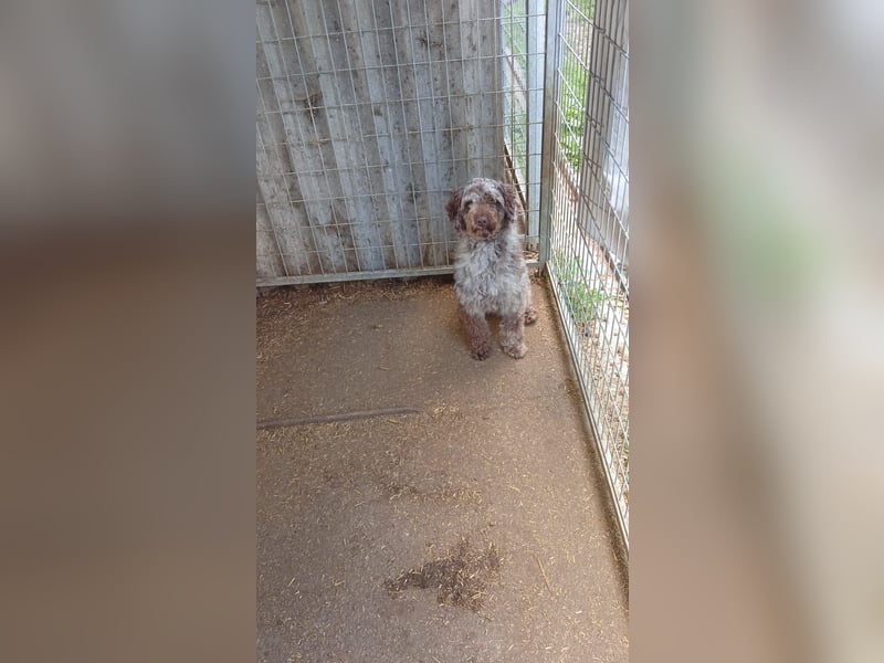 Todor, freundlicher Lagotto Romagnolo Rüde geb. 02/2023