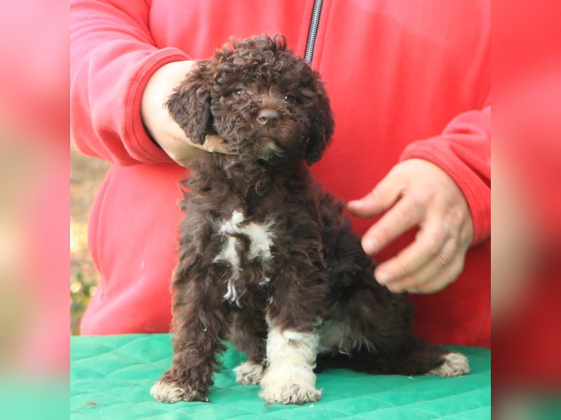 Lagotto romagnolo