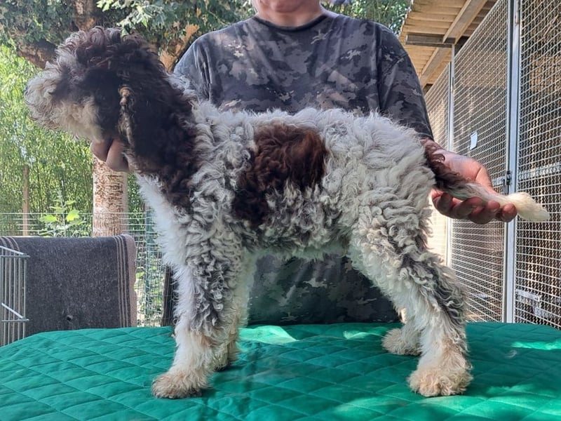 Lagotto romagnolo puppy
