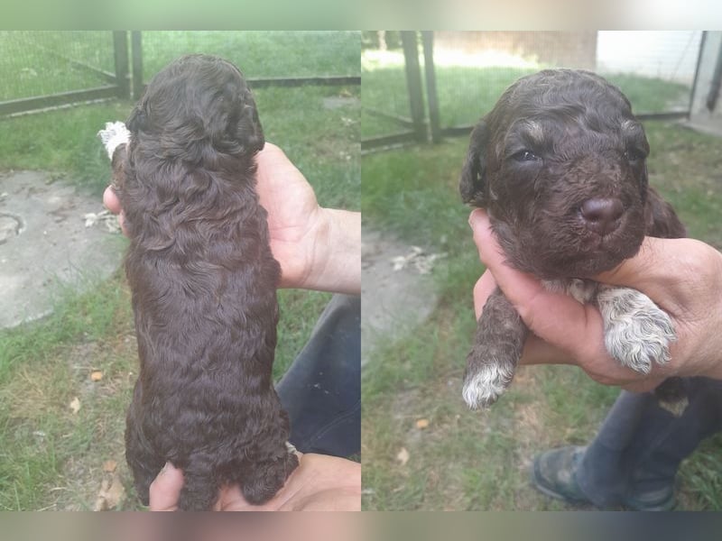 Lagotto romagnolo puppies