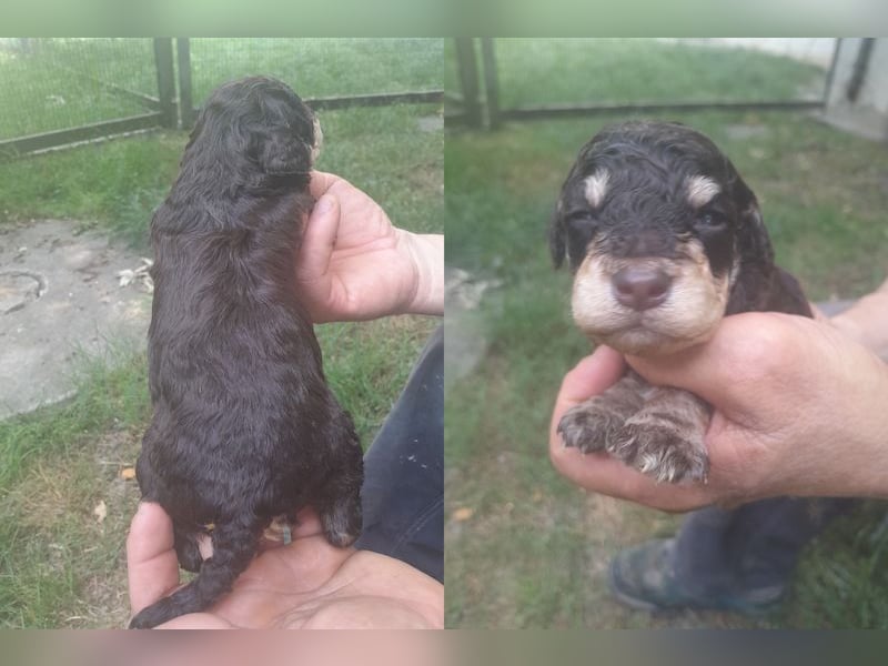 Lagotto romagnolo puppies