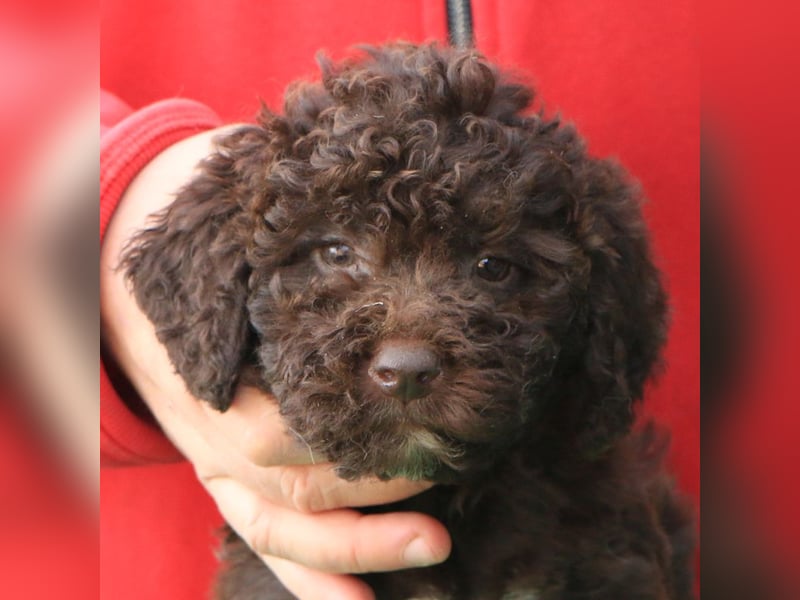 Lagotto romagnolo
