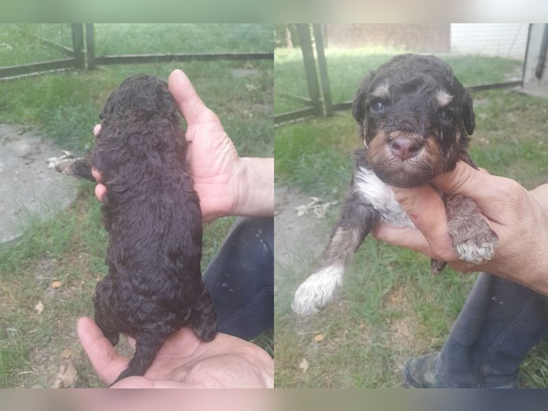 Lagotto romagnolo puppies