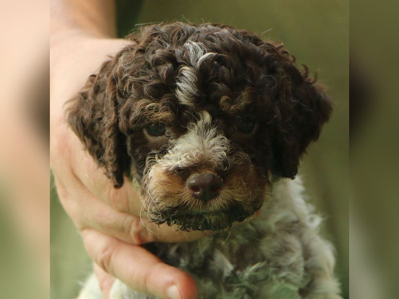 Lagotto romagnolo - puppies